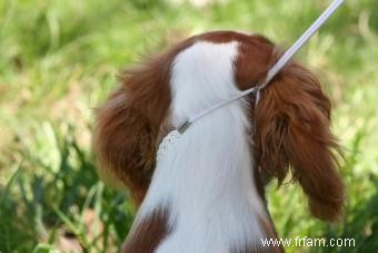 Le meilleur équipement de dressage de chiens pour vous préparer au succès 