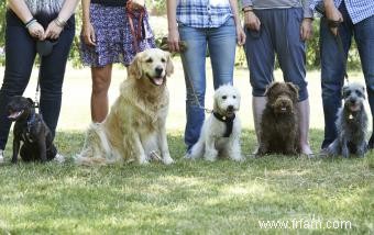 Élaborer un plan de dressage de chiens 