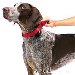 Styles et recommandations de colliers de dressage pour chiens 