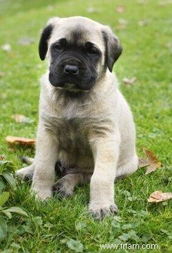 Socialisation du Mastiff anglais 