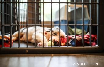 Comment dresser votre chien en cage 