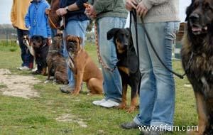 Dressage de chiens avec la méthode du miroir 