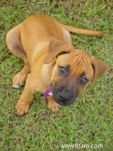 Techniques d apprentissage de la propreté pour chiots 