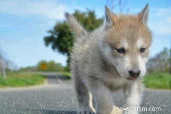 Formation de chiots loups hybrides 