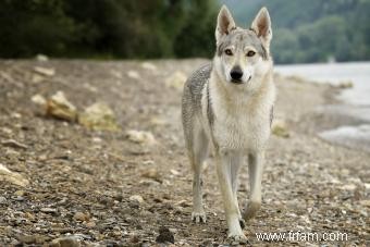 Formation de chiots loups hybrides 