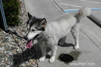 Formation de chiots loups hybrides 