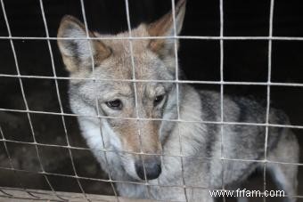 Formation de chiots loups hybrides 