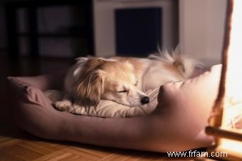 Quoi emballer pour la pension canine :7 articles dont votre chiot aura besoin 