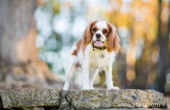 10 races de chiens les plus chères (et pourquoi elles en valent la peine) 