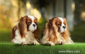 10 races de chiens les plus chères (et pourquoi elles en valent la peine) 