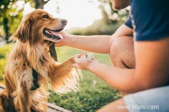 10 races de chiens AKC les plus populaires (avec photos à gogo) 