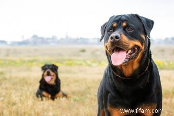 10 races de chiens AKC les plus populaires (avec photos à gogo) 