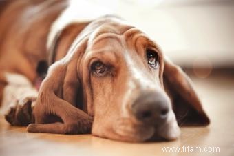 11 races de chiens calmes pour un compagnon doux 