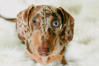 11 races de chiens aux yeux bleus saisissants 