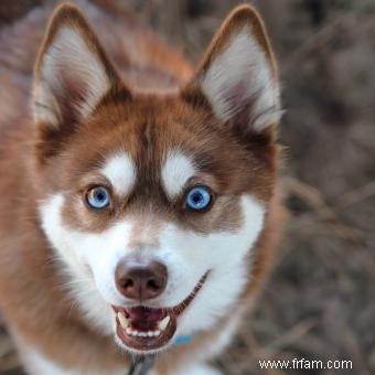 11 races de chiens aux yeux bleus saisissants 