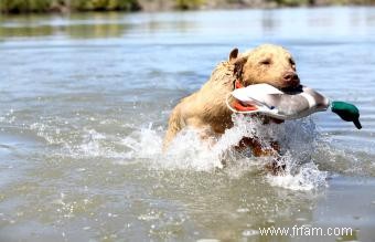 12 races de chiens d eau 