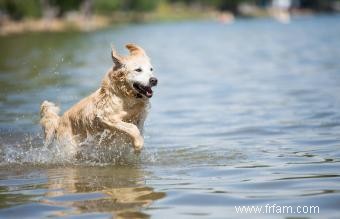 12 races de chiens d eau 