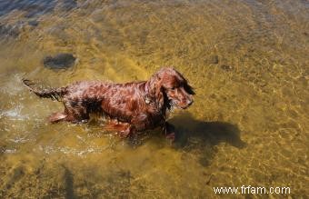 12 races de chiens d eau 