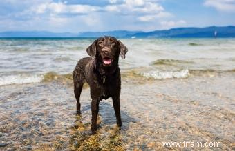 12 races de chiens d eau 