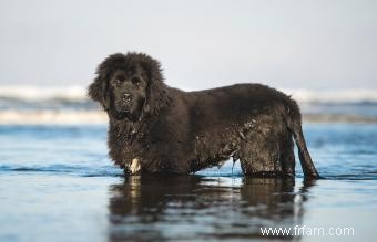 12 races de chiens d eau 