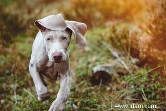 15 races de chiens adorables avec de longues oreilles 