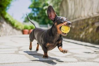 15 races de chiens adorables avec de longues oreilles 