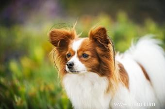 15 races de chiens adorables avec de longues oreilles 