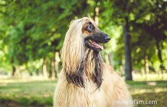 15 races de chiens adorables avec de longues oreilles 