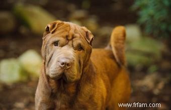 15 races de chiens chinois estimées 