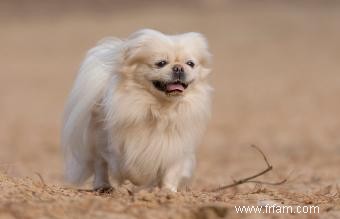 15 races de chiens chinois estimées 