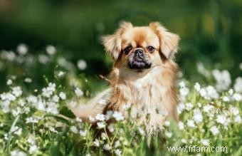 15 races de chiens chinois estimées 