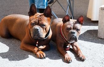 15 races de chiens chinois estimées 