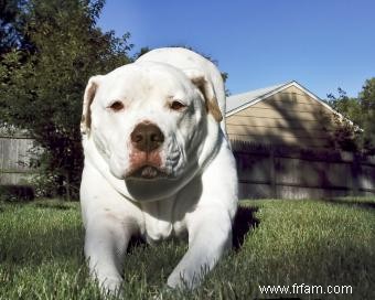 17 meilleurs chiens de garde :races connues pour leur bravoure 