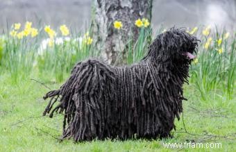 17 meilleurs chiens de garde :races connues pour leur bravoure 