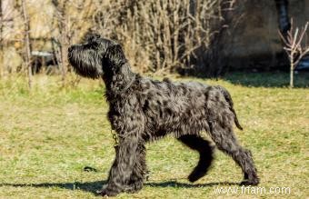 17 meilleurs chiens de garde :races connues pour leur bravoure 