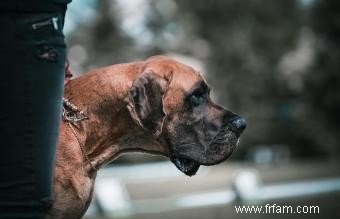 17 meilleurs chiens de garde :races connues pour leur bravoure 