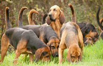 37 types de chiens de chasse 