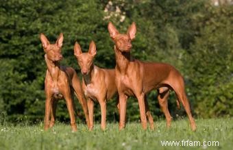 37 types de chiens de chasse 