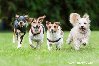 Plus de 60 races de petits chiens :rencontrez votre nouveau meilleur ami 