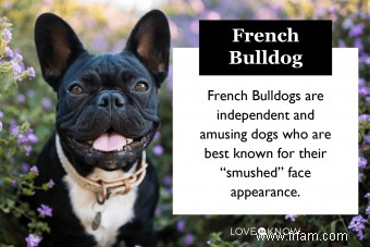 Un regard sur le bouledogue français :qui est le Frenchie ? 