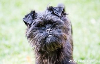 Guide de race Affenpinscher:petits chiens avec une grande personnalité 