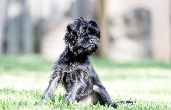 Guide de race Affenpinscher:petits chiens avec une grande personnalité 