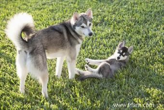 Profil de l Alaskan Klee Kai :une race de chien intelligente et frappante 