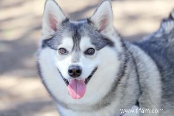 Profil de l Alaskan Klee Kai :une race de chien intelligente et frappante 