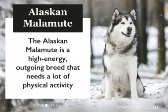 Race Malamute d Alaska:ce que vous devez savoir 