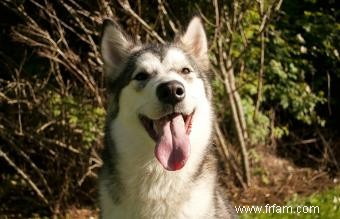 Race Malamute d Alaska:ce que vous devez savoir 