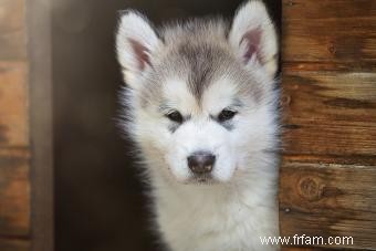 Race Malamute d Alaska:ce que vous devez savoir 