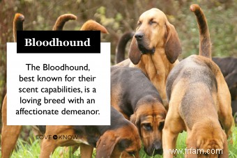 Tout sur les traits, la santé et l histoire du Bloodhound 