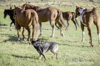 Tout ce qu il faut savoir sur le Bouvier australien 