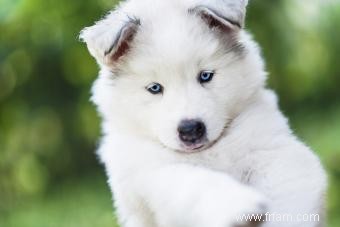 Vue d ensemble et photos de la race de chien esquimau américain 